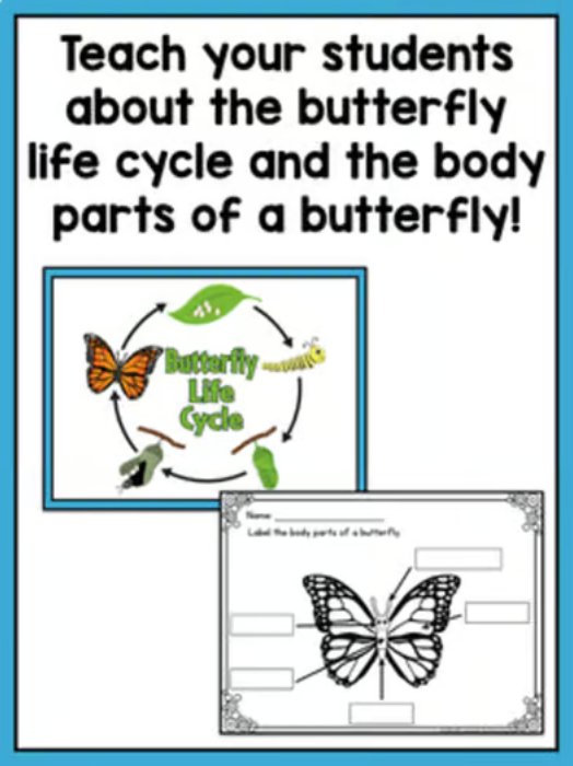 Life Cycle of a Butterfly | Science and Literacy Unit - learning-at-the-primary-pond