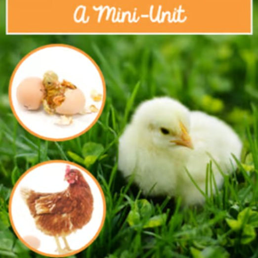 Life Cycle of a Chicken | Science and Literacy Unit - learning-at-the-primary-pond