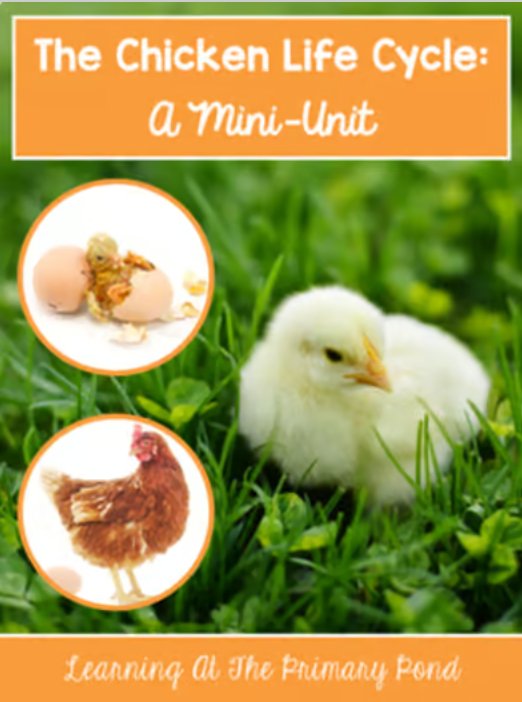 Life Cycle of a Chicken | Science and Literacy Unit - learning-at-the-primary-pond